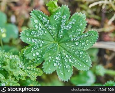 plant Alchemilla in droplets
