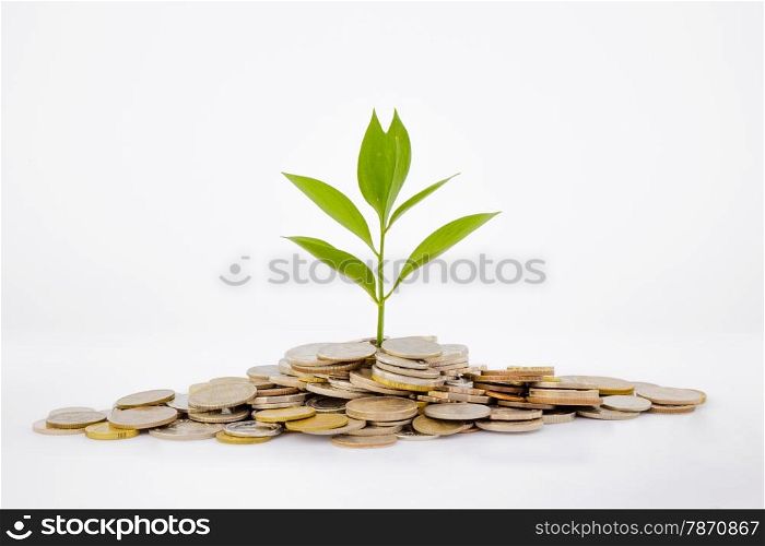 plant and coins , currency, investment and business concepts