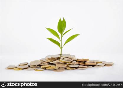 plant and coins , currency, investment and business concepts