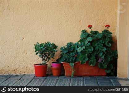 plant and flower pot in the balcony
