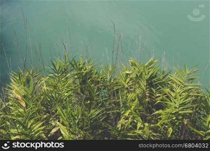 plant and grass leaves beside green pond lake