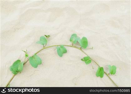 plant and leaf on the sand