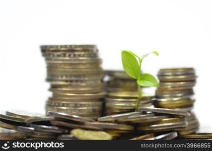 Plant and lot of coins isolated on white background