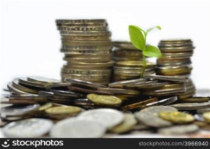 Plant and lot of coins isolated on white background