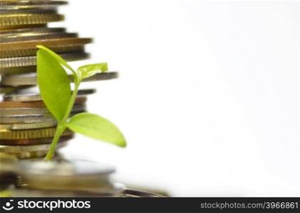 Plant and lot of coins isolated on white background. Money concept