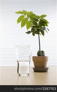 Plant and water