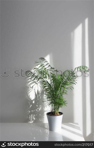 Plant Areca in a white flowerpot on a table the morning rays of the sun through a window fall on a table and a white wall making shadows. Green plant Areca in a flowerpot on a table against a white wall background