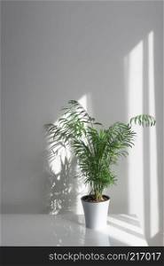 Plant Areca in a white flowerpot on a table the morning rays of the sun through a window fall on a table and a white wall making shadows. Green plant Areca in a flowerpot on a table against a white wall background