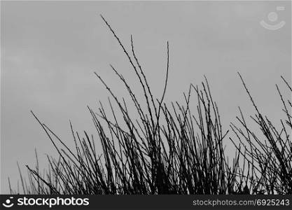 Plant branches silhouette and gray overcast sky background. Black and white.
