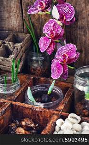 Plant breeding in the spring. bulbs and plant shoots in a stylish wooden box and blooming Orchid