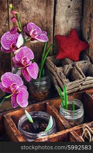 Plant breeding in the spring. Flowering branch of Orchid and spring was represented sprouts in glass jars.