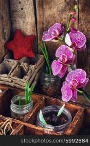 Plant breeding in the spring. Germinated seeds of flowers against the bright purple blooming branch orchids