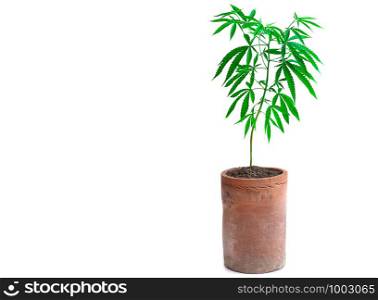 Plant cannabis growing in pot at white background