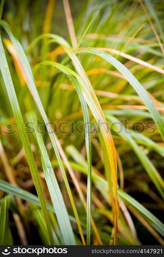 Plant details in lush colours