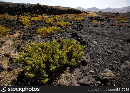 plant flower bush timanfaya in los volcanes volcanic rock stone sky hill and summer lanzarote spain