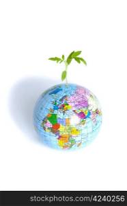 plant from a globe on a white backgroun