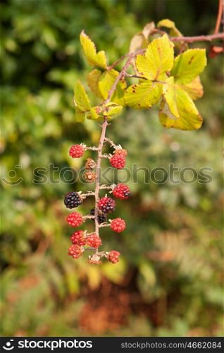 Plant full of red and black blackberries