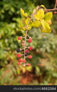 Plant full of red and black blackberries