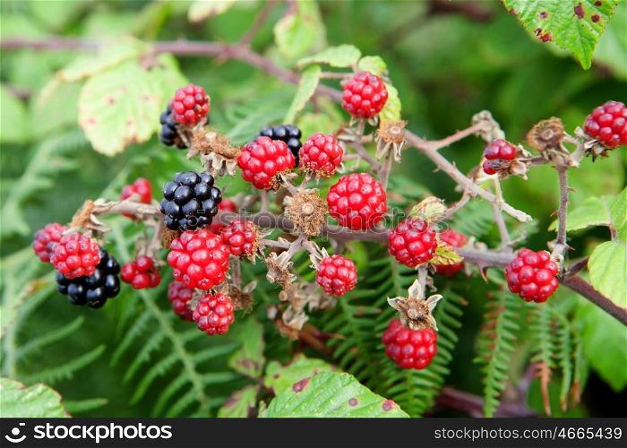 Plant full of red and black blackberries&#xA;