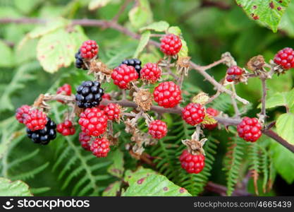 Plant full of red and black blackberries&#xA;