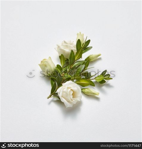 Plant greeting card from branch of evergreen boxwood leaves and white roses on a light grey background, copy space. Valentine&rsquo;s Day concept.. Congratulation card with natural green twig and roses.