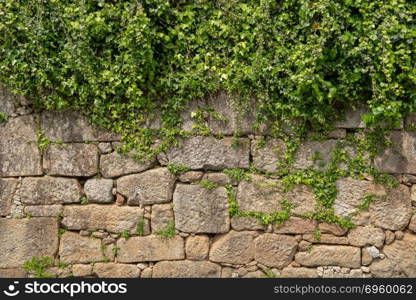 Plant grow on top of wall . Plant grow on top of wall made from the granite rocks block stack.