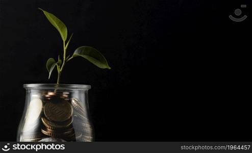 plant growing from jar coins with copy space. High resolution photo. plant growing from jar coins with copy space. High quality photo