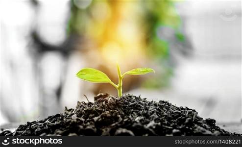 Plant Growing In Sunlight. New life. wold environment day. Save Earth Planet World Concept. World environment day concept. ecology concept.
