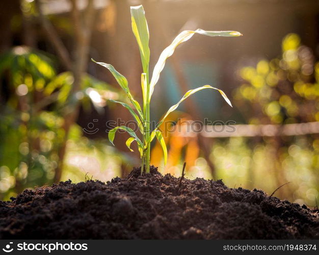 Plant growing on on fertile soil over sunlight and green background.