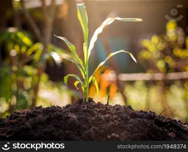 Plant growing on on fertile soil over sunlight and green background.