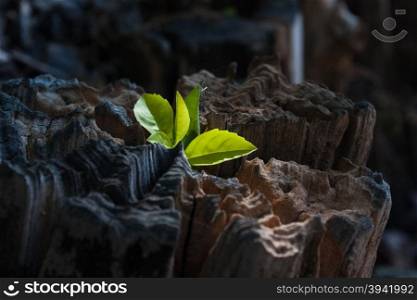 plant growing out of a tree stump