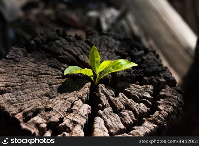 plant growing out of a tree stump