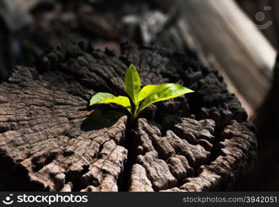 plant growing out of a tree stump