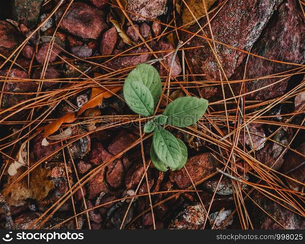 plant growing out of dry leaf and stone