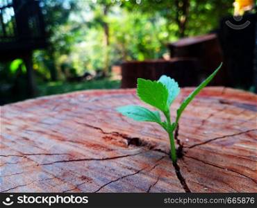 Plant growing through of trunk of tree stump