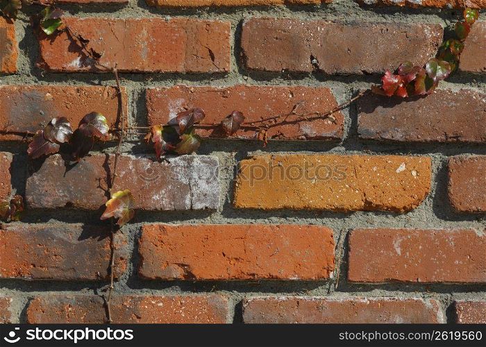 plant growing up brick wall
