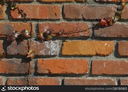 plant growing up brick wall