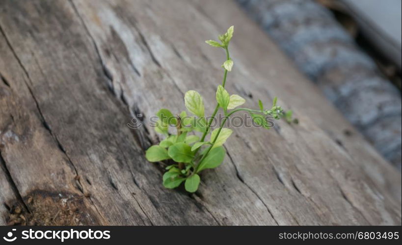 plant grows in old wood . plant grows in old wood and symbolizes struggle and restart