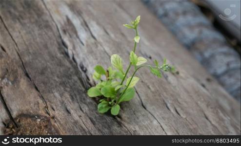 plant grows in old wood . plant grows in old wood and symbolizes struggle and restart
