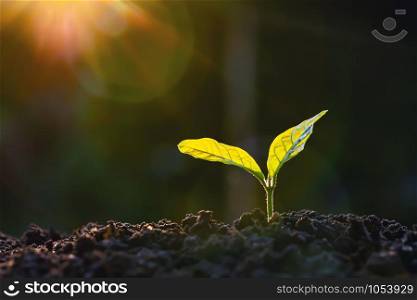plant growth in farm with sunlight background. agriculture seeding growing step concept