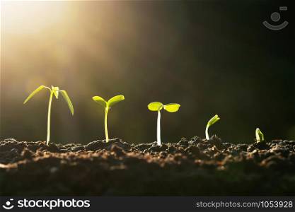 plant growth in farm with sunset background. agriculture seeding growing step concept