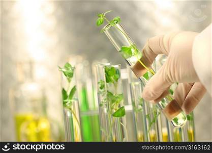 Plant growth in test tubes
