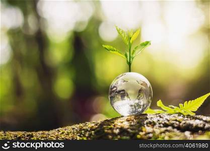 plant growth on globe glass in nature. concept eco earth day