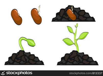 Plant growth stages from seed to sprout. Vector illustration, eps 10