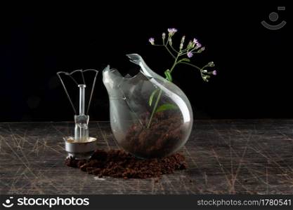 Plant in a  broken bulb with mud. Concept shot of Life and light