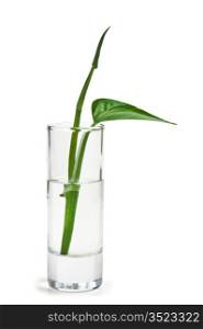 plant in a glass of water isolated on a white