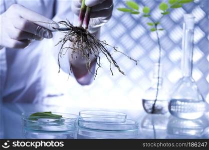 Plant in a test tube in hands of the scientist