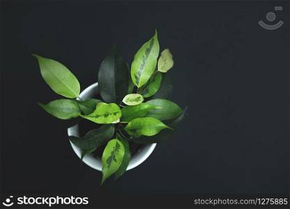 plant in a white pot on a black background.. plant in a white pot on a black background