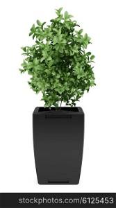 plant in black pot isolated on white background
