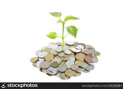 plant in coins isolated on white background